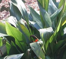 Cast Iron Plant (Aspidistra)