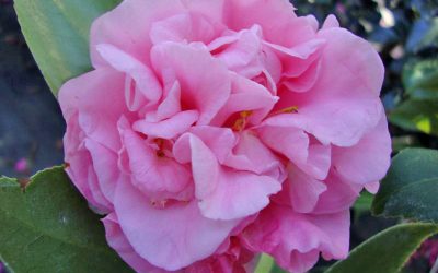Camellia (Camellia Japonica)