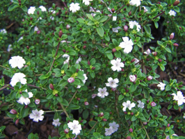 Serissa (Foetida)