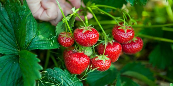 Strawberries