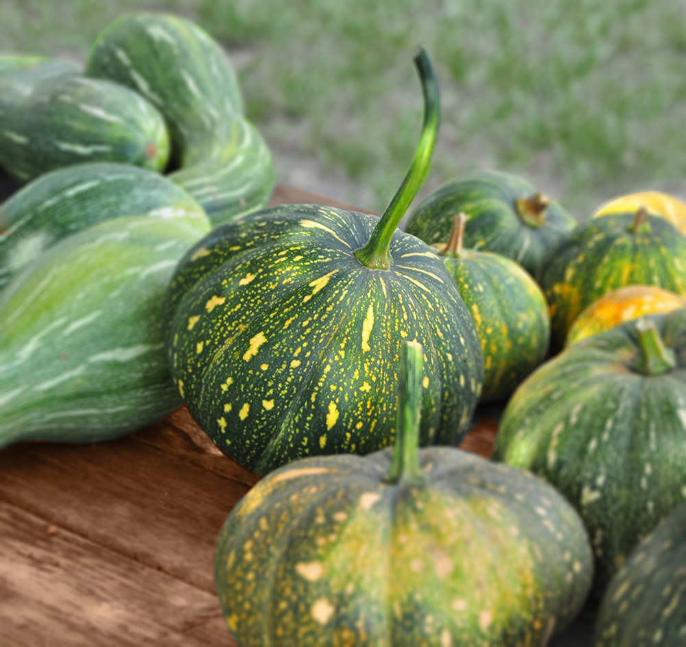 indian squash vegetable