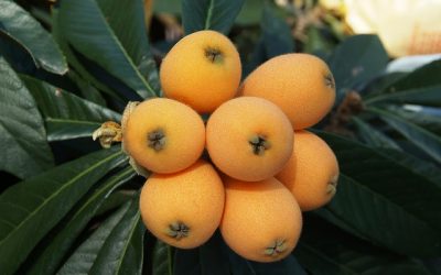 LOQUAT (Eriobotrya Japonica)