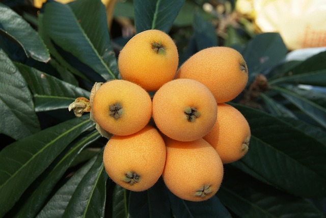 LOQUAT (Eriobotrya Japonica)