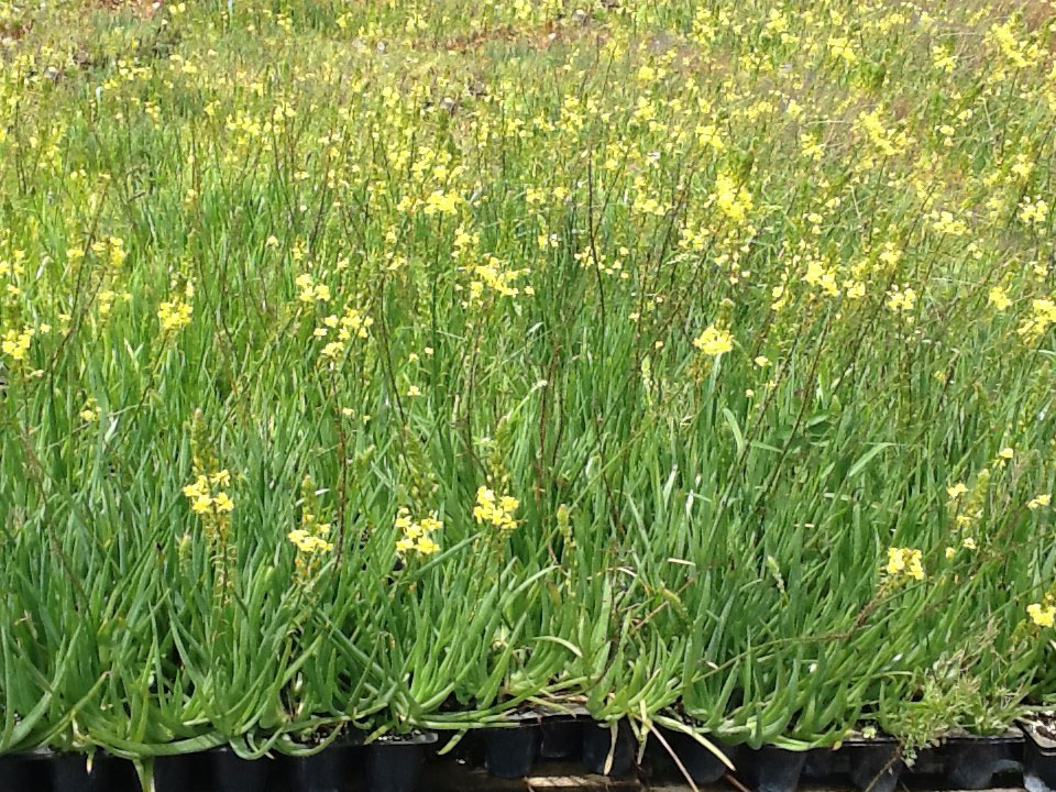 bulbine frutescens