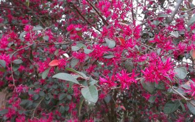 LOROPETALUM CHINENSIS (Chinese Fringe Bush)