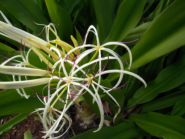 Crinum Lily (Crinum Americanun)