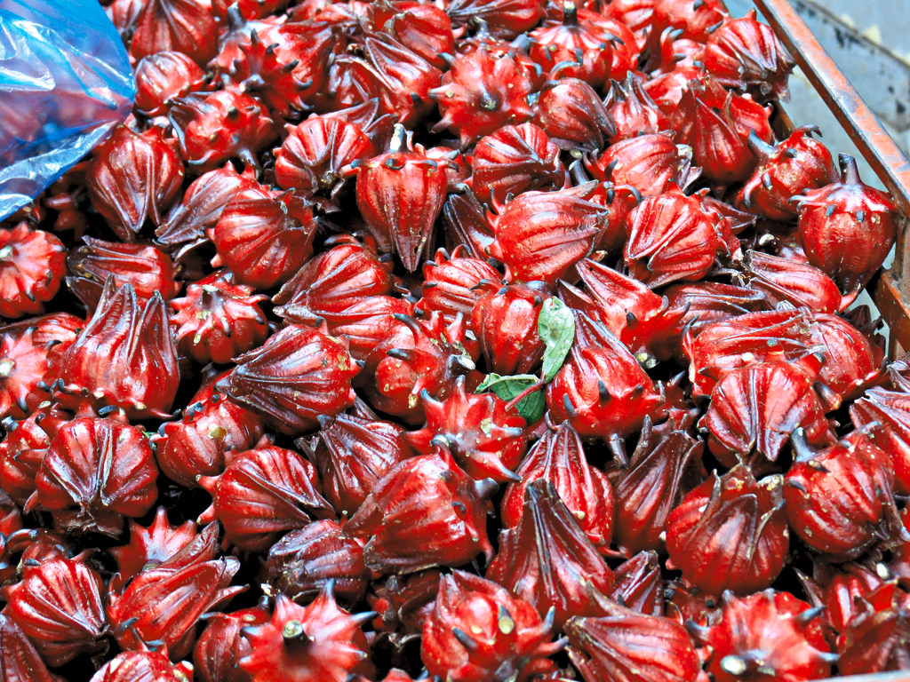 ROSELLE (Hibiscus Sabadariffa)