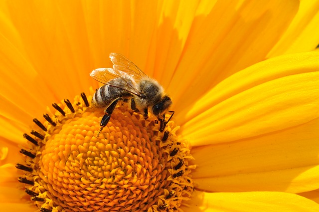 Pollinators, Birds, Bees & Butterflies with Buck Mussatto