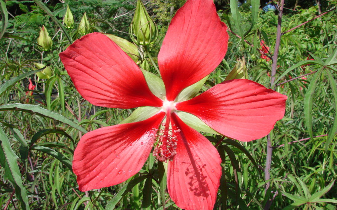 Florida Native Plants with Rebekah St. John