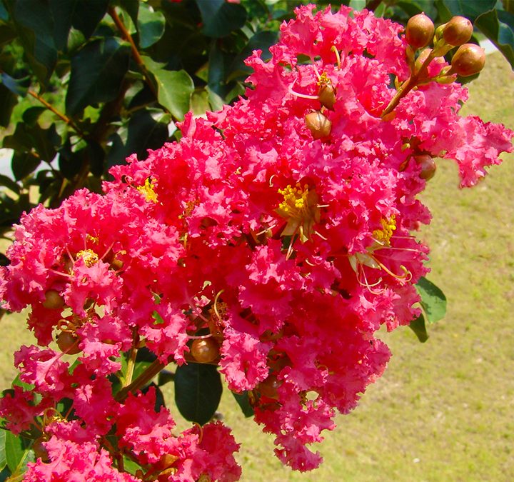 Crepe Myrtle