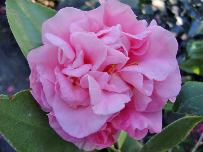 Camellia (Camellia Japonica)
