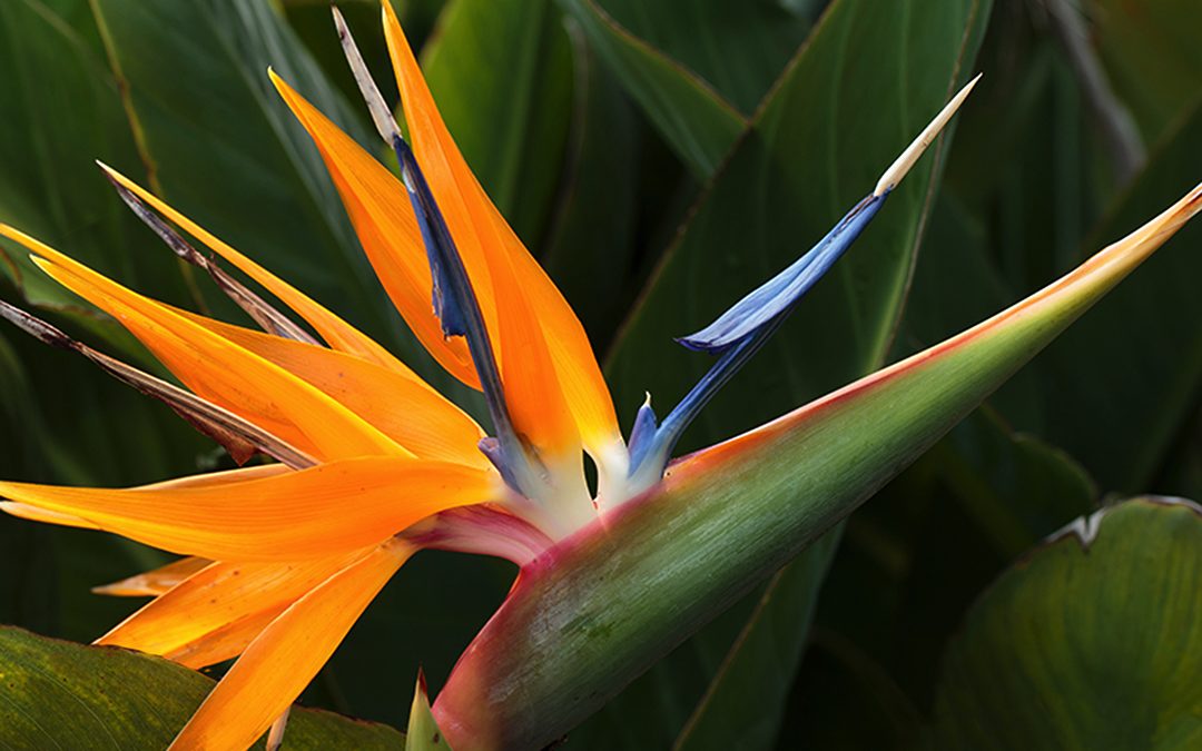 Bird of Paradise