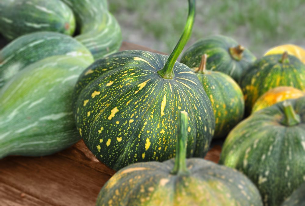 Seminole Pumpkin (Curvita Maschata)