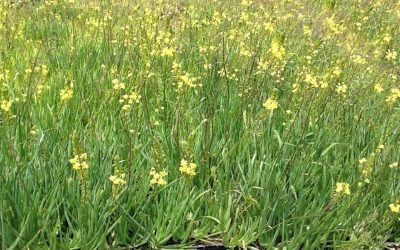 BULBINE (Bulbine Frutescens)