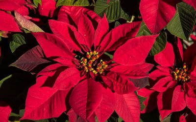 Poinsettias