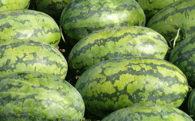 Watermelon (Citrullus Vulgaris)