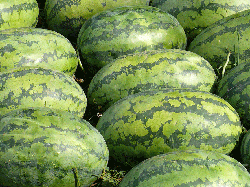 Watermelon (Citrullus Vulgaris)